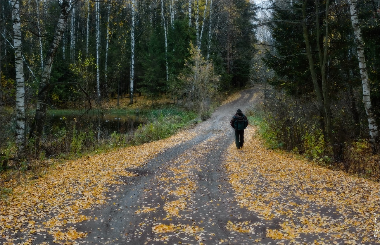 Осенняя дорога домой. Осенний фотоконкурс. Путь домой. Мл.путь и листва.