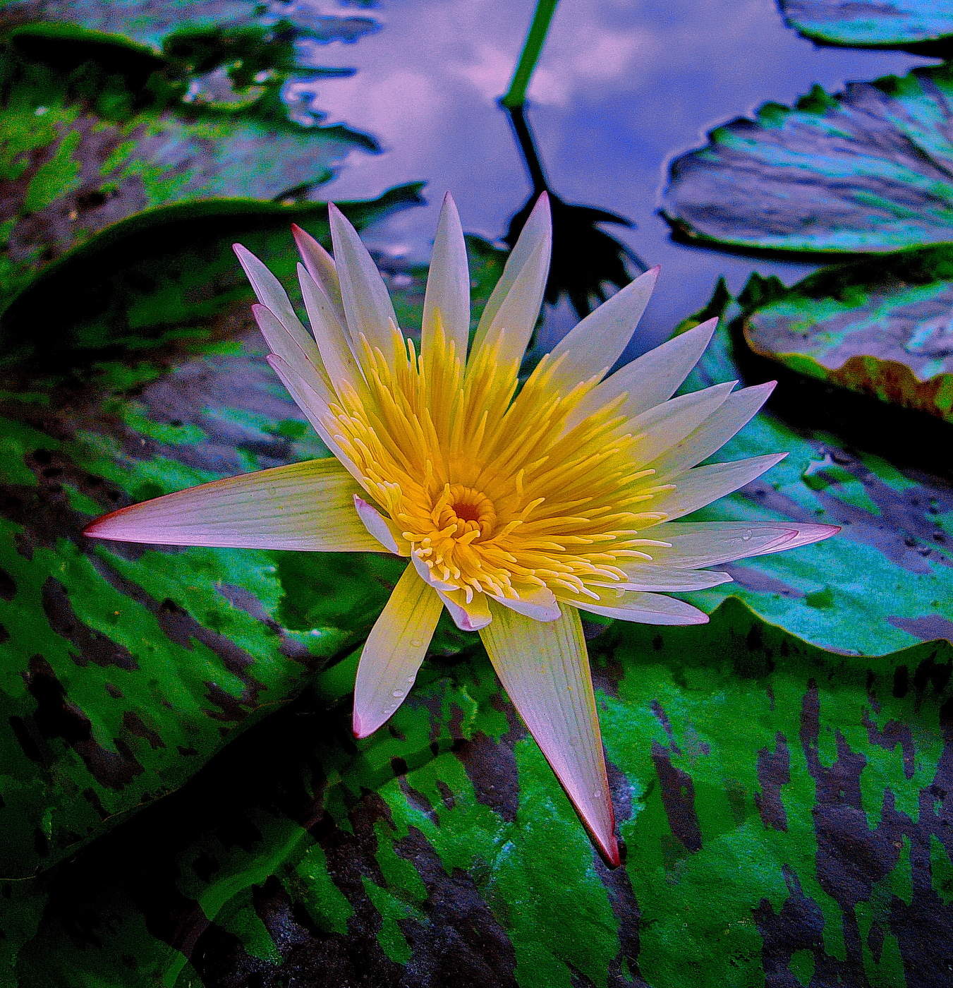 Нимфея / Халим парк Южная КореяНимфея