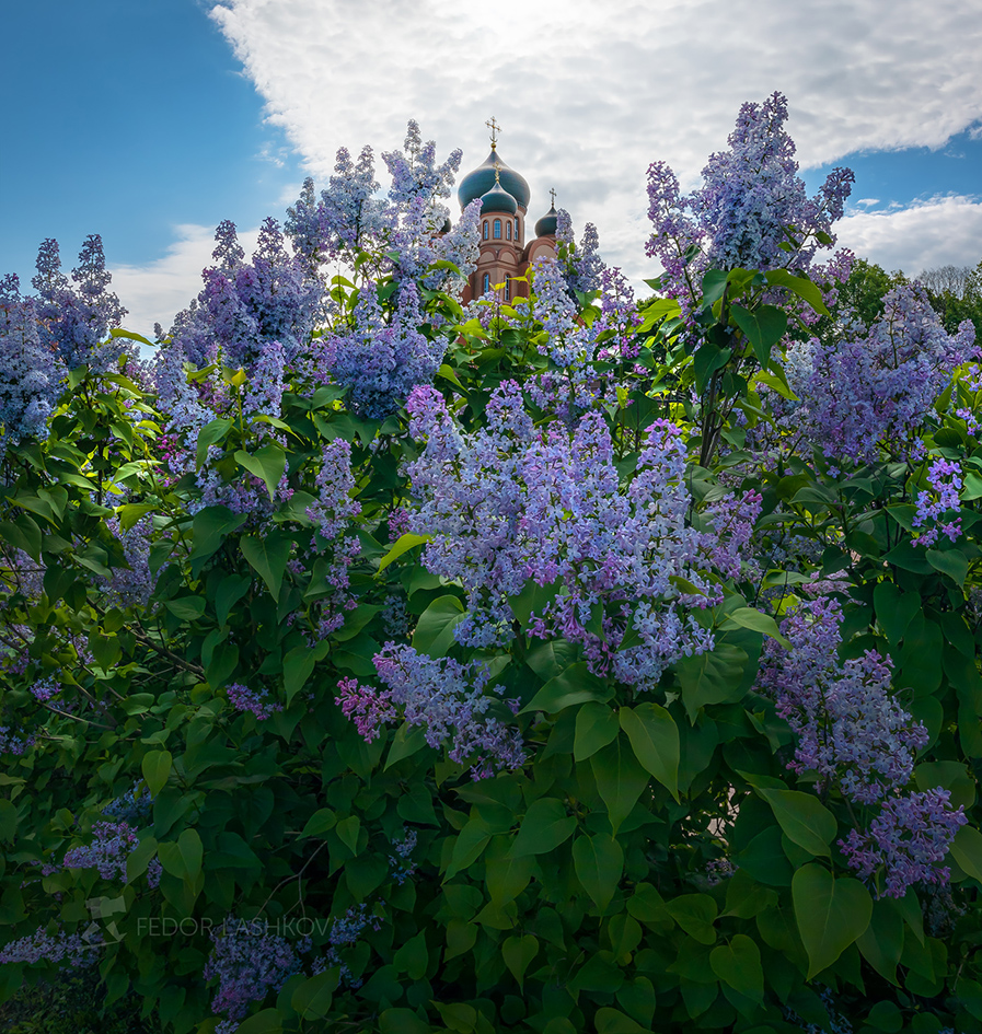 Белгородская сирень