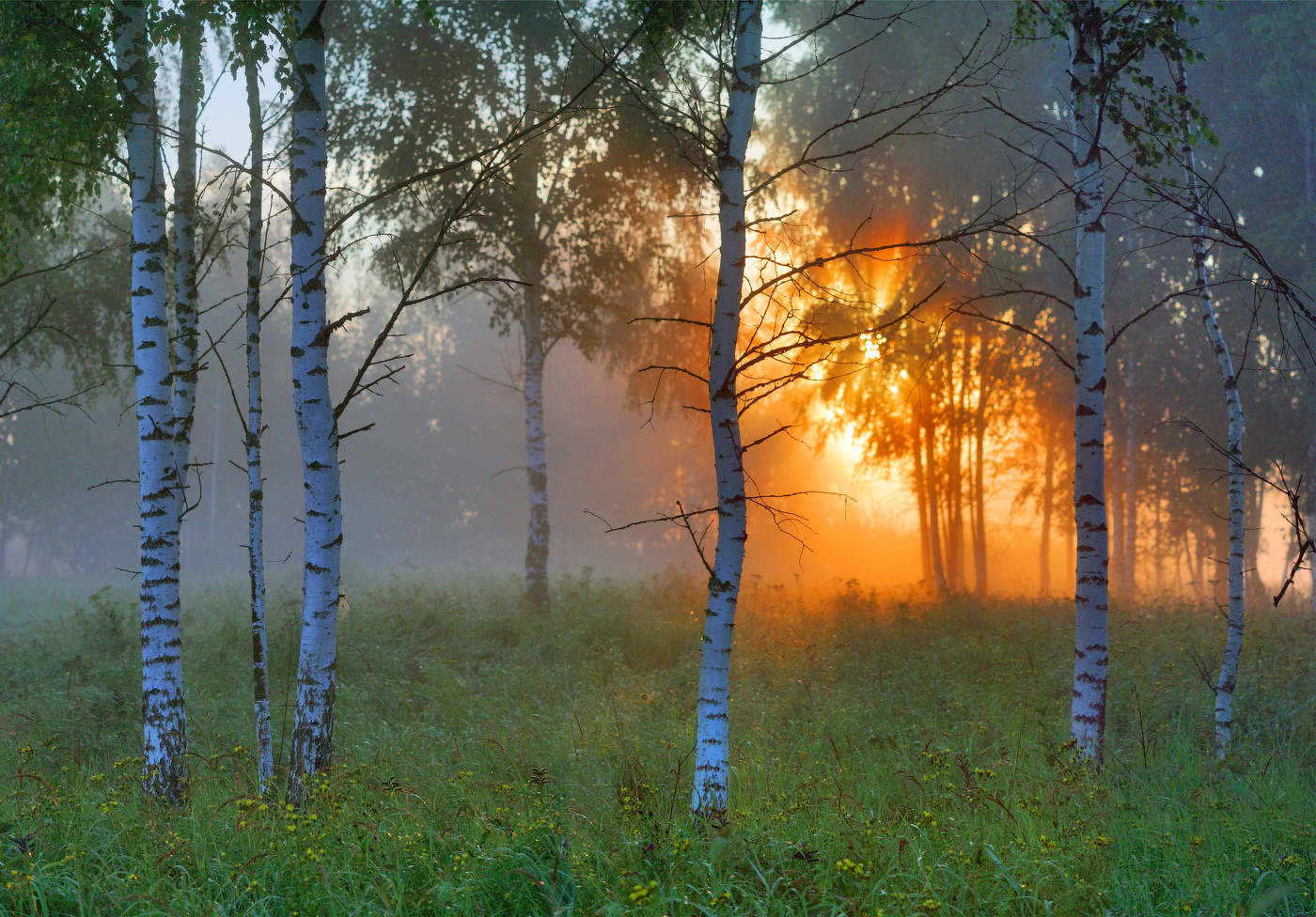 Песня утро в лесу. Утро в лесу. Летнее утро в лесу. Лето в лесу. Рассвет в лесу.