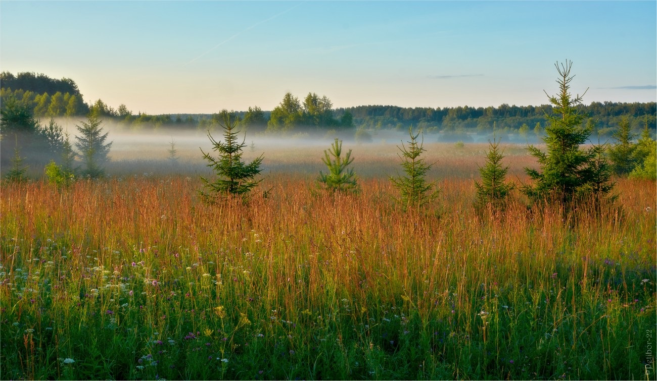 Раннее летнее утро в воздухе впр. Зябкое утро. Природа в Рязанской области раняя лето. Прохладное утро. Раннее прохладное утро рассвет.