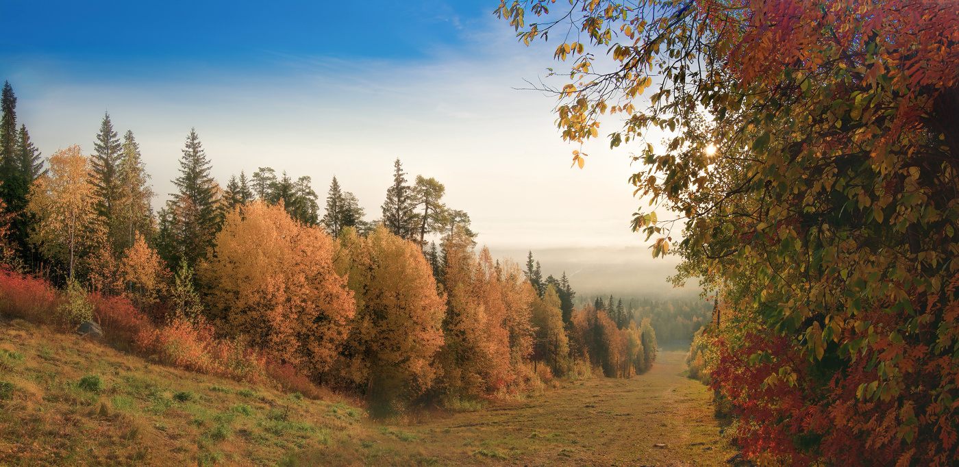 Осенний лес фото елки