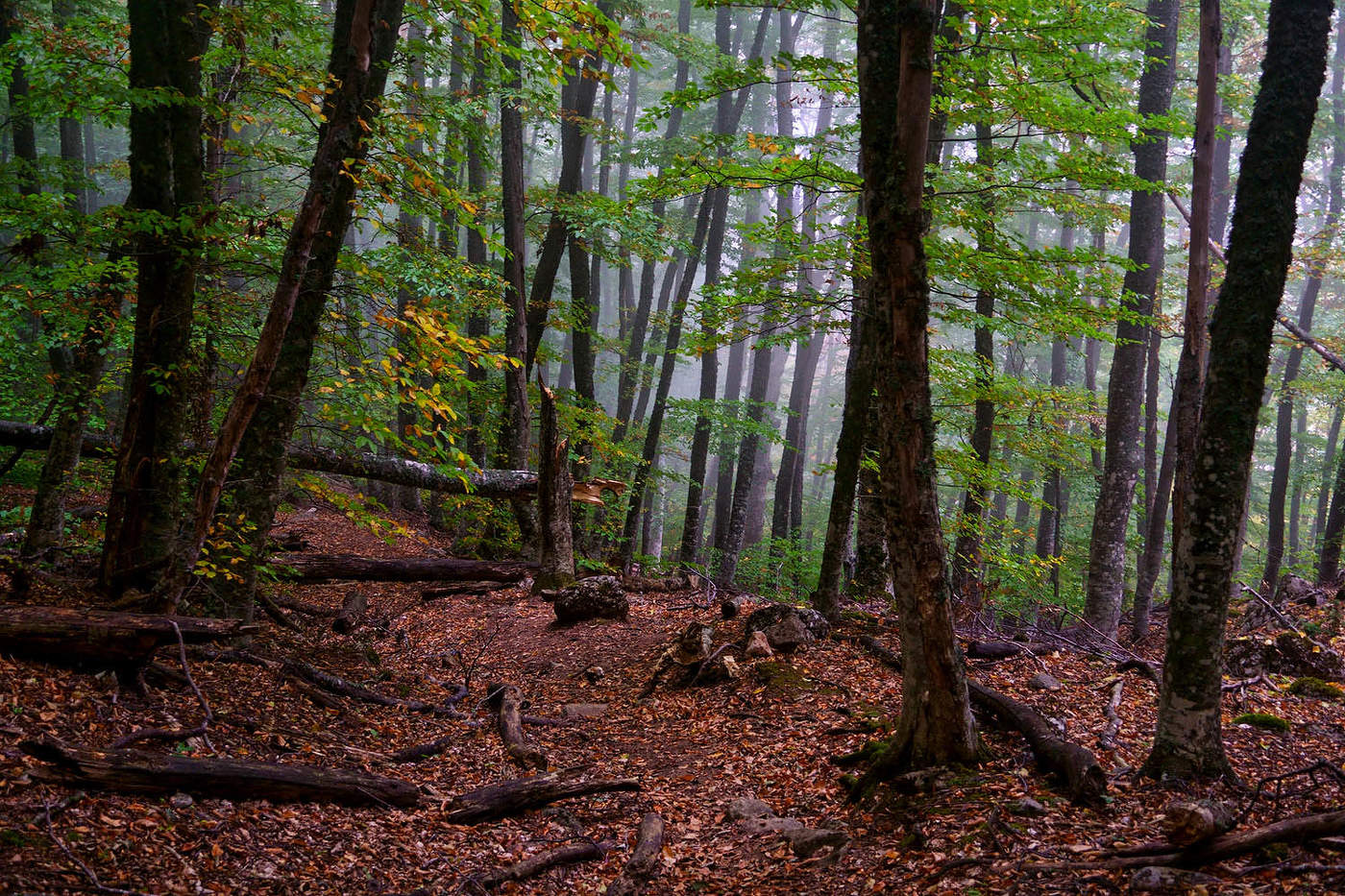 Мопчная осень лес