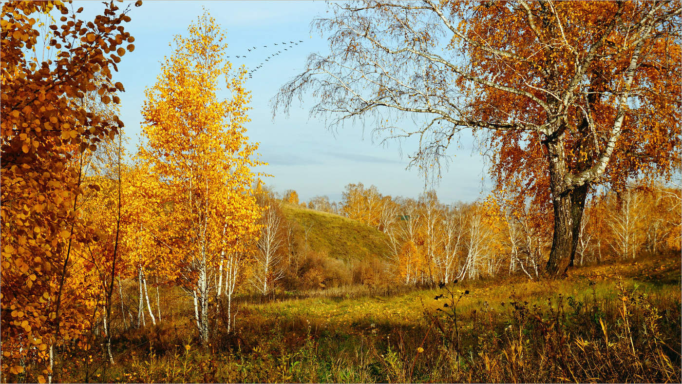 золотая осень березы картинки