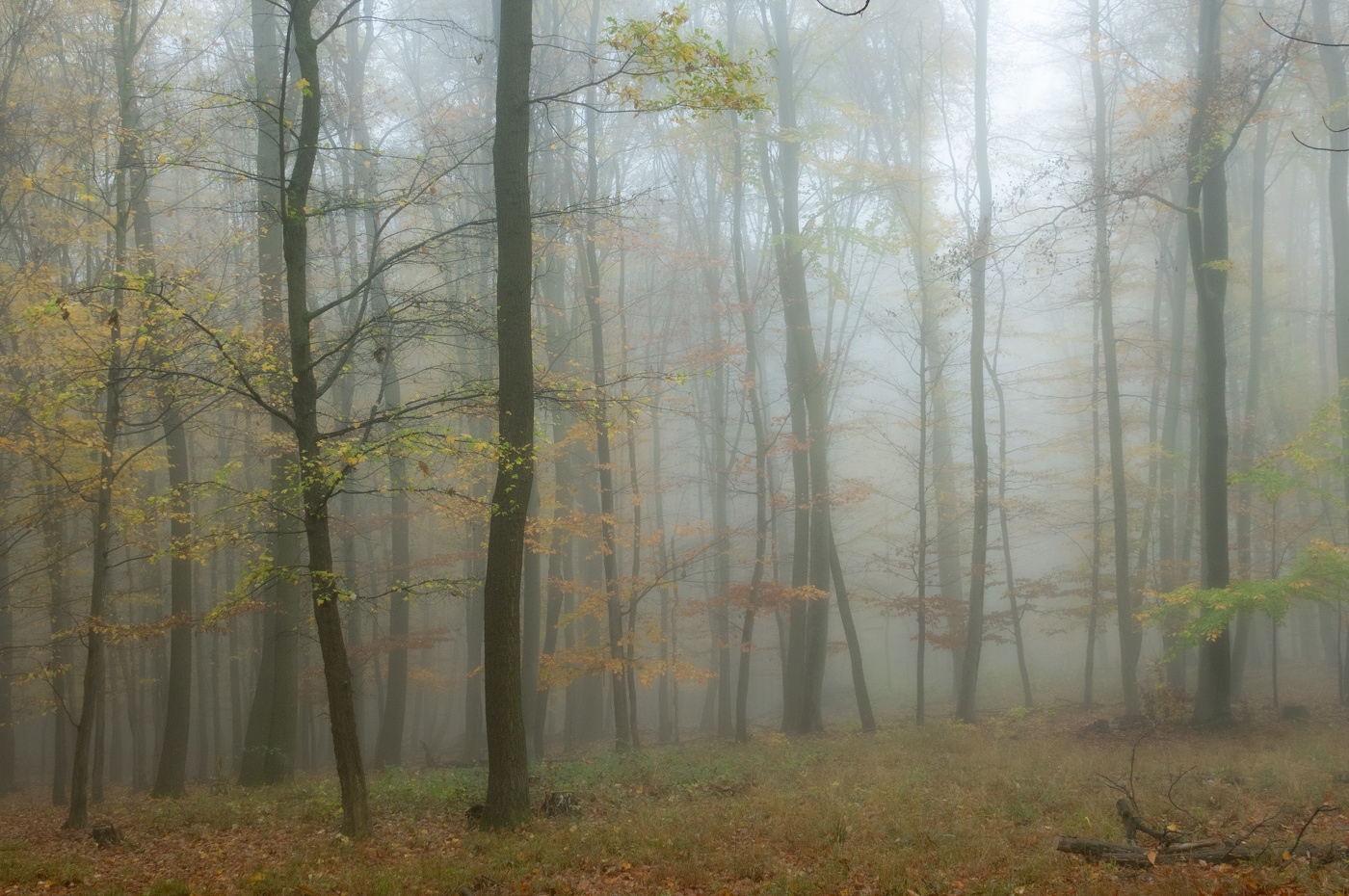 Утренний туман в лесу10
