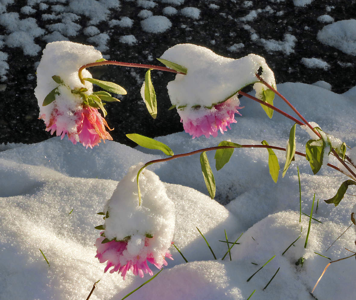 Снежные цветы на Каме фото
