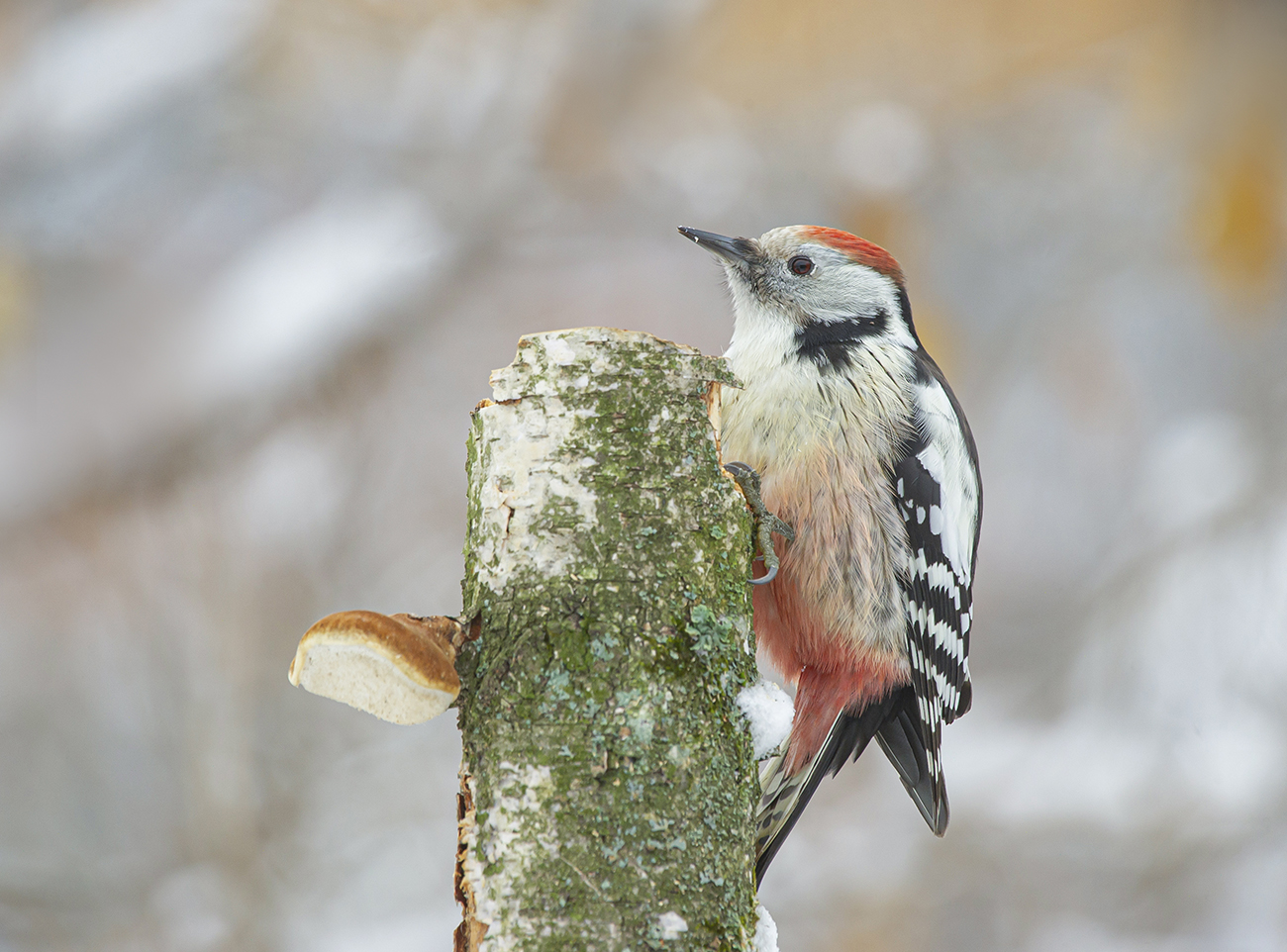 Виды птиц зимой в Московской области