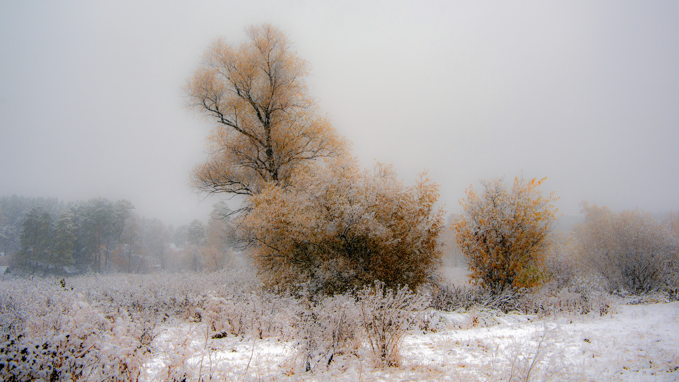 Деревья под снегом