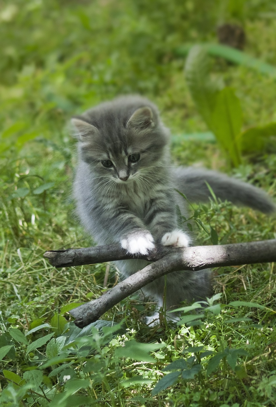 Котенок В Траве Фото