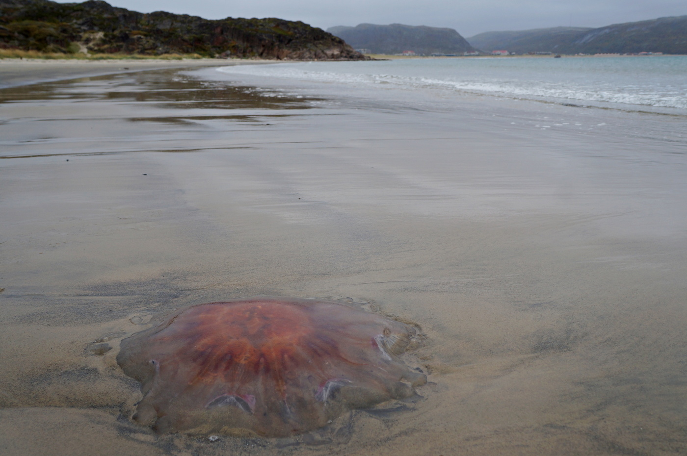 медуза цианея фото 30 метров