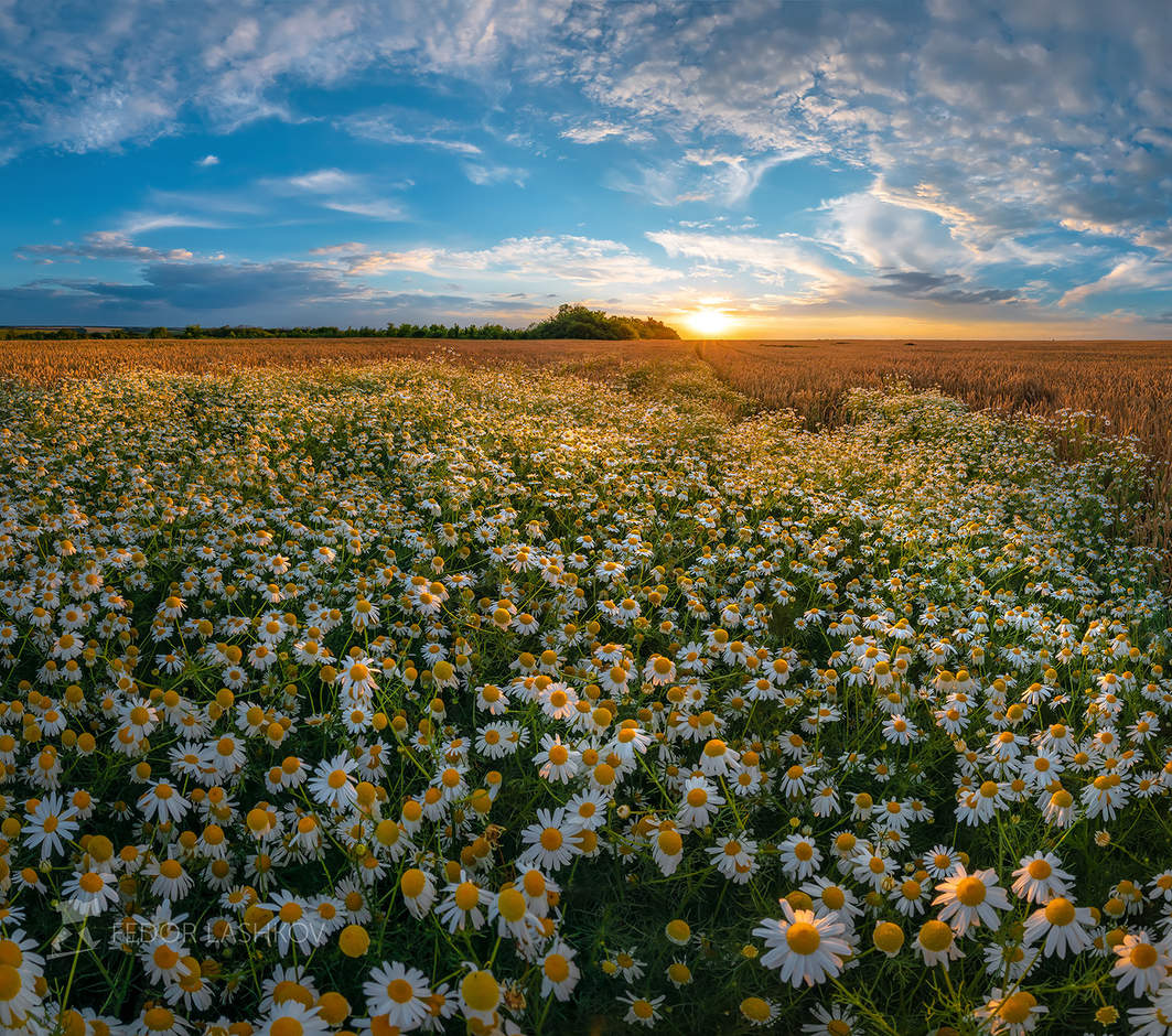 Ромашки на закате фото