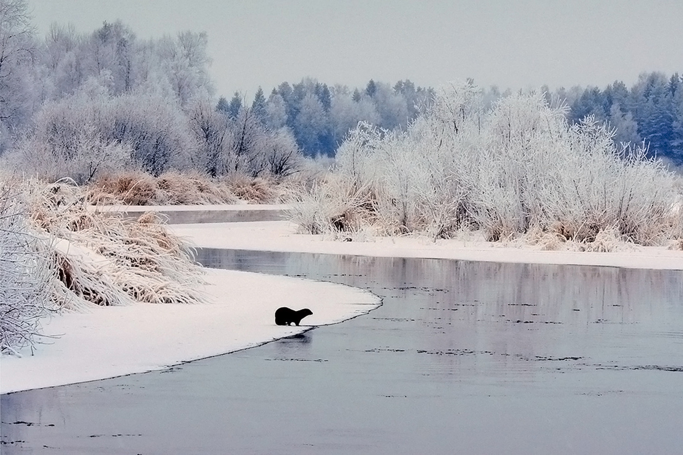 Снег короче