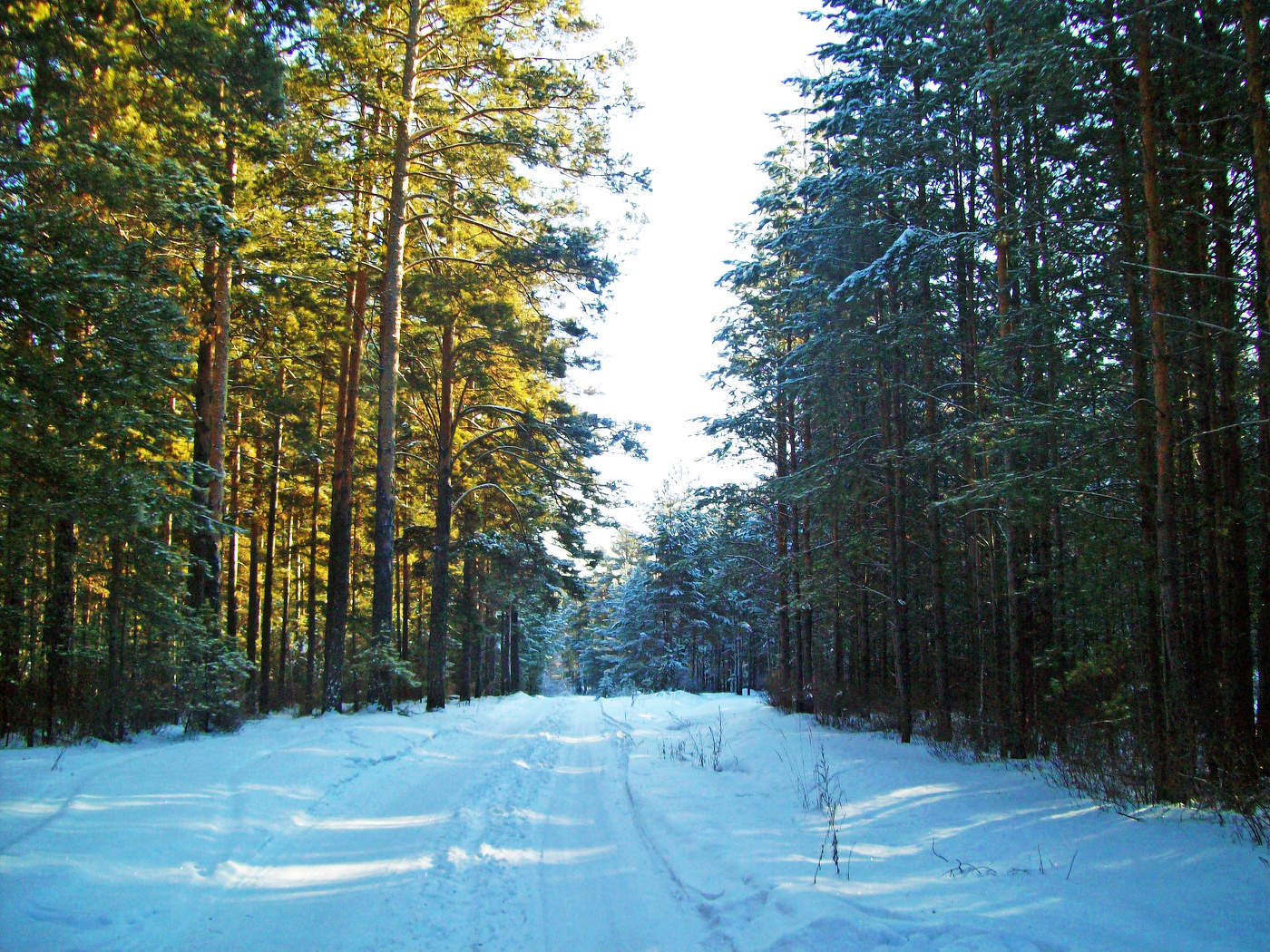 Морозный лес прогулка сосна парень