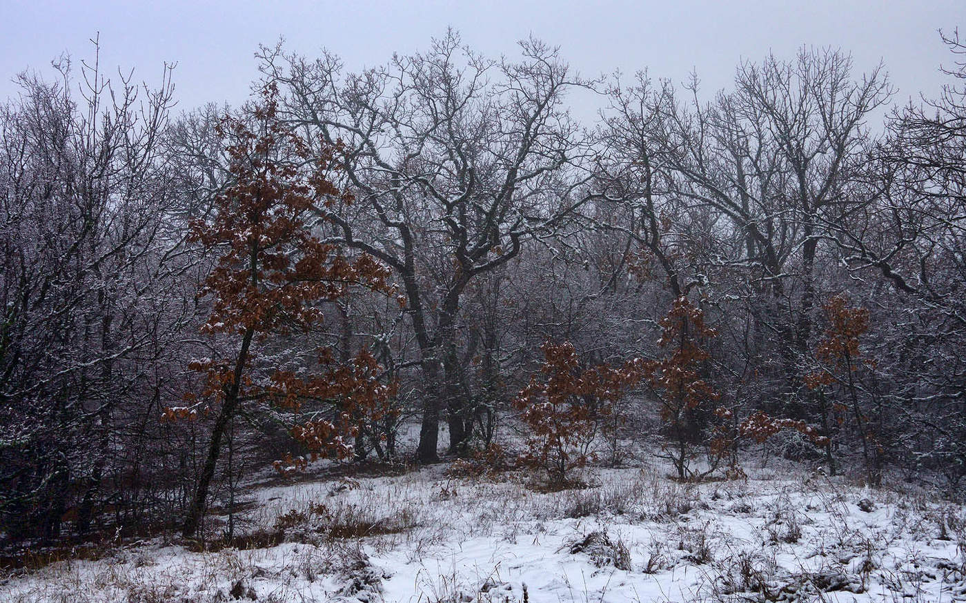 Крымский лес зимой