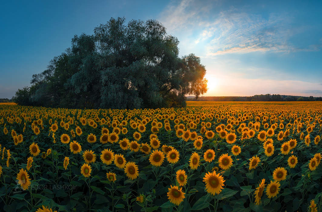 Поле Подсолнухов Фото В Хорошем