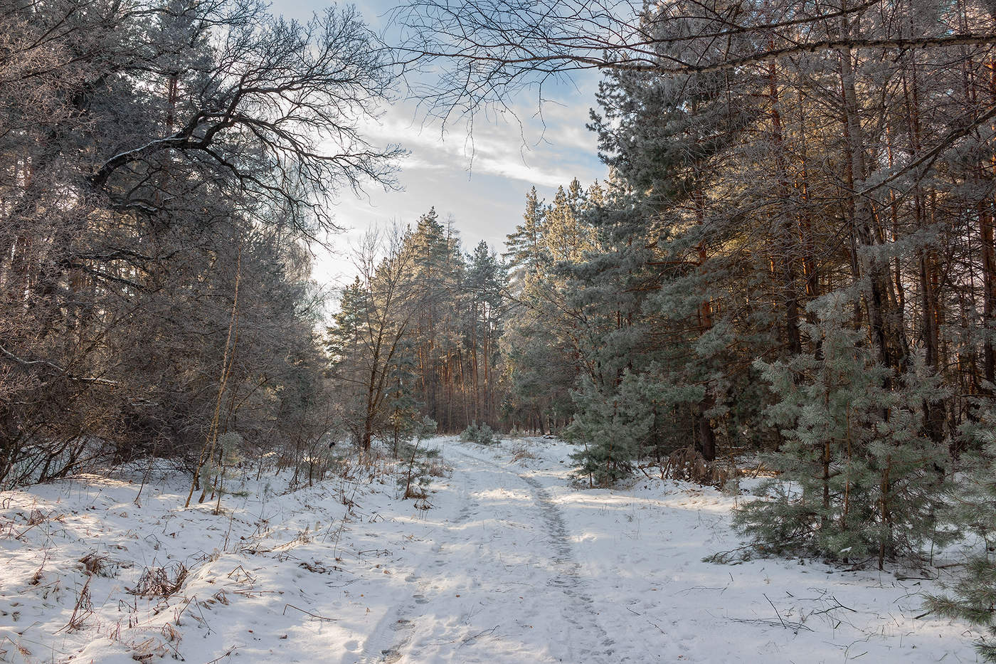 Леса России зимой