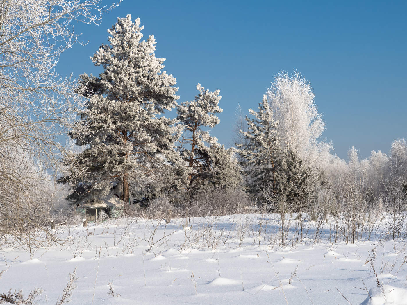Иней на деревьях. Иней ленина. Иней в городе фото. Кустарник в инее. Иней.