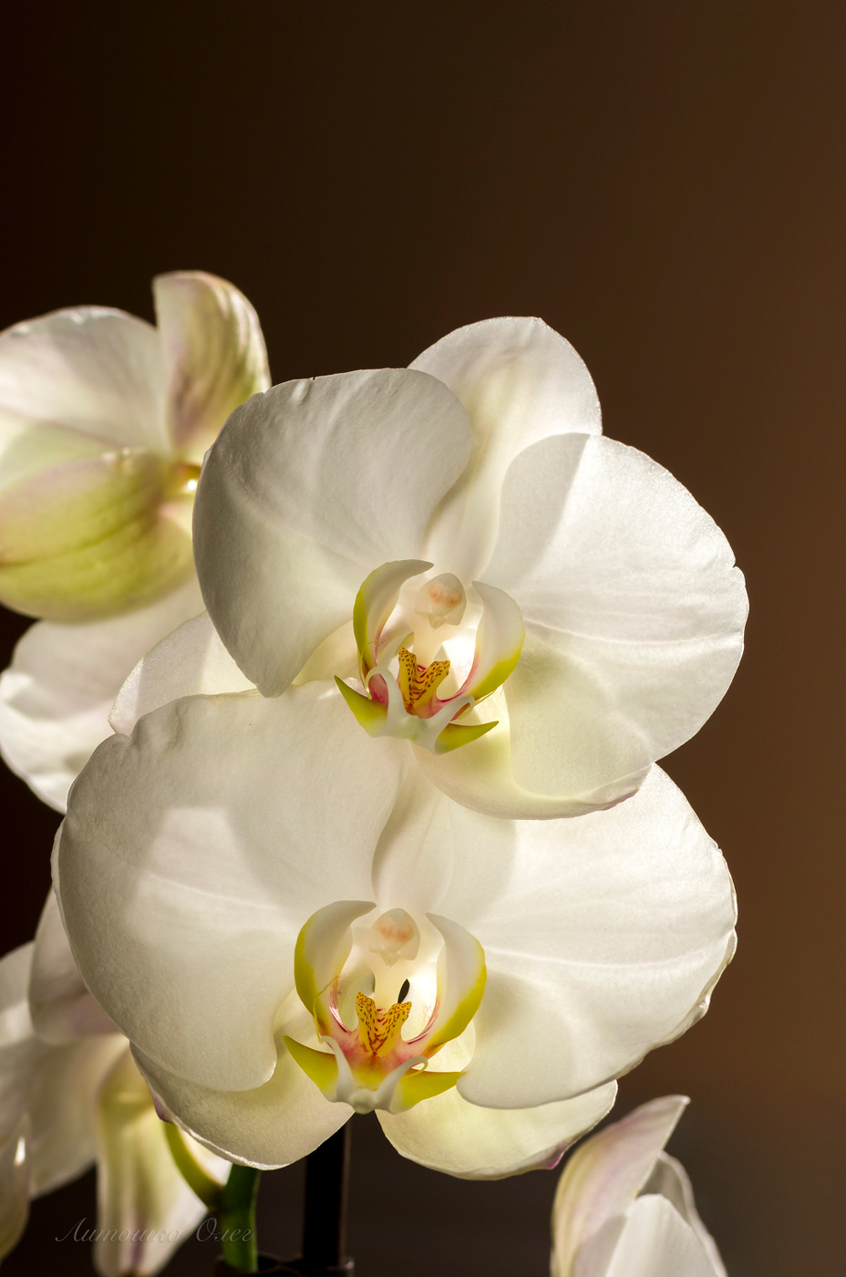 орхидея алабастер фото