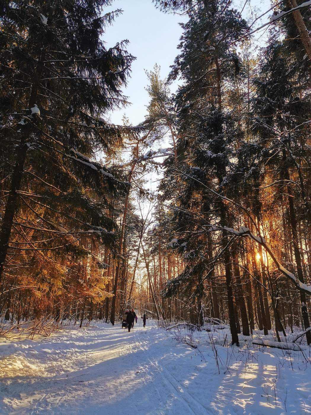 Зимний Уральский лес
