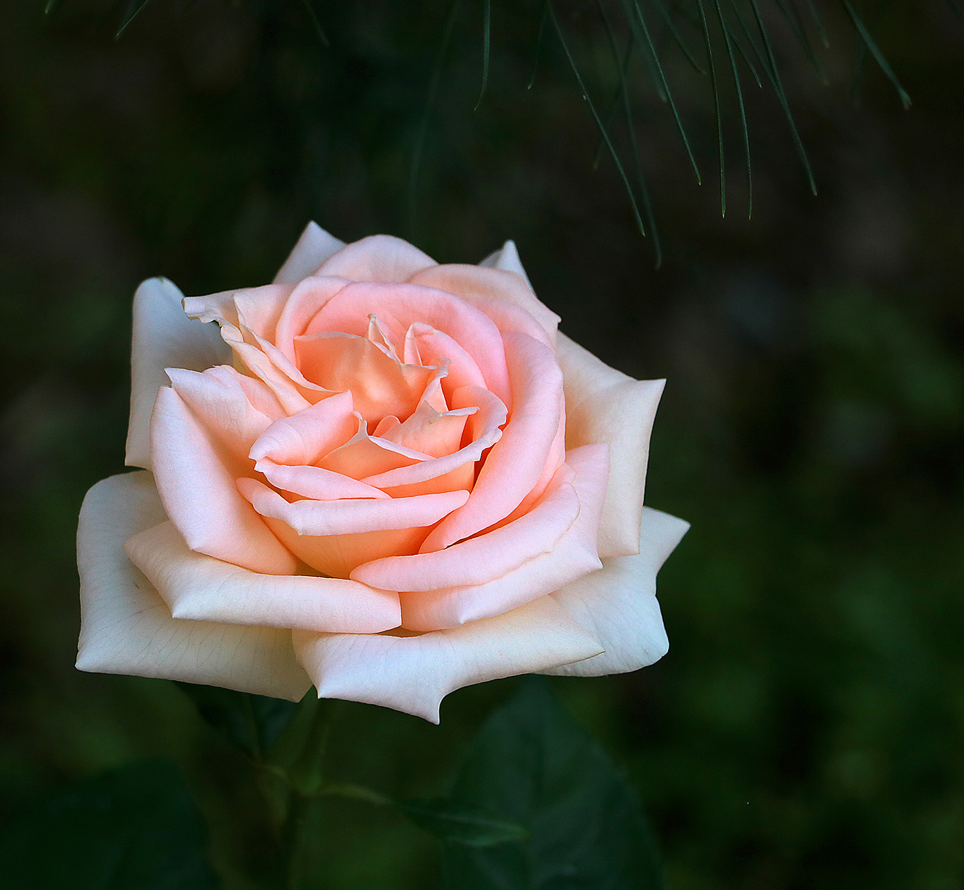 Роза Утренняя Заря