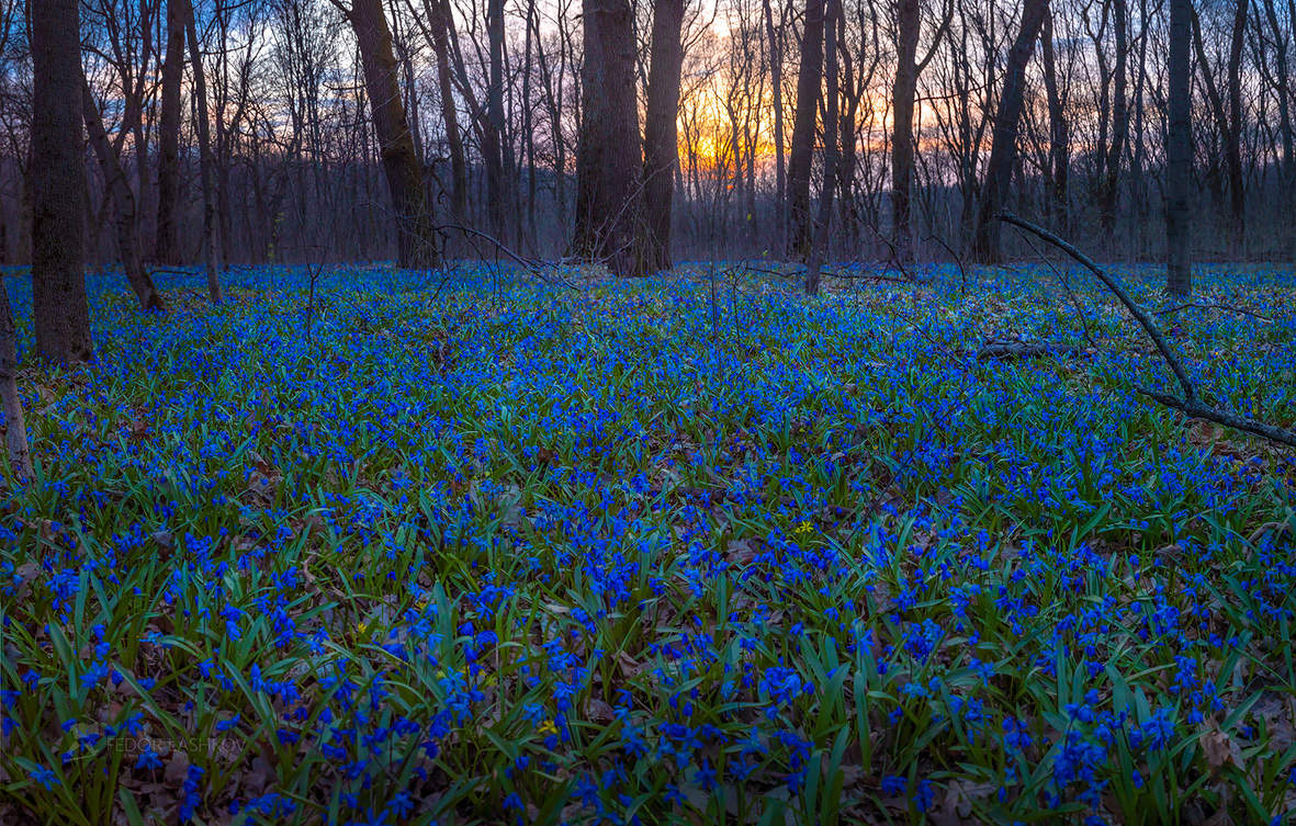 Первые весенние цветы в лесу синие