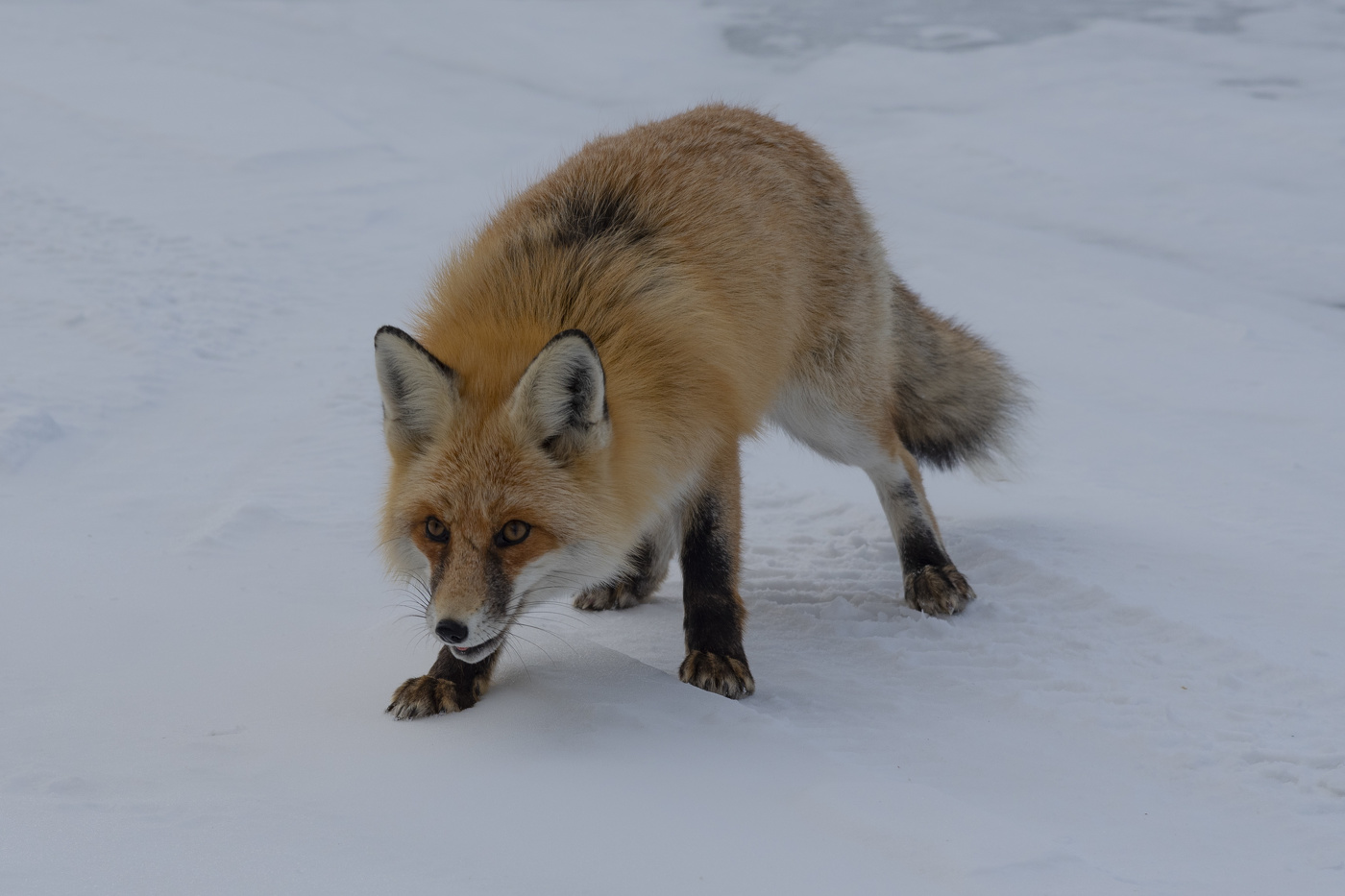 Ice fox. Грузинская Снежная лиса. Лиса зверек фото.
