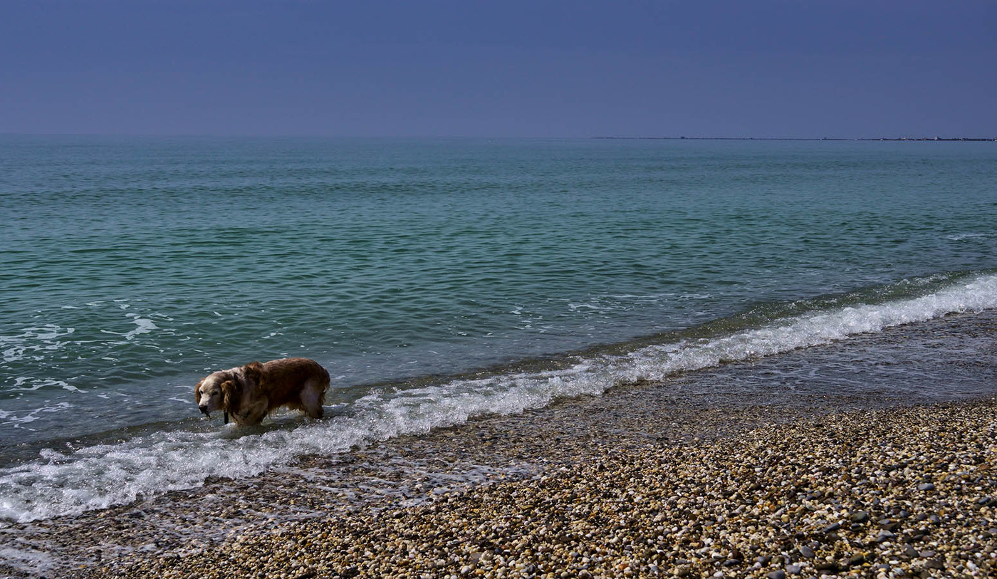 прибрежное крым море