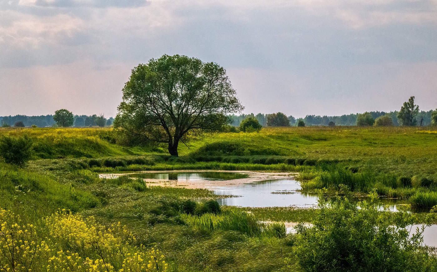 парк в пойме реки городни