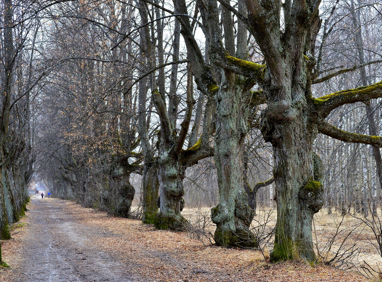 луговой парк петергоф