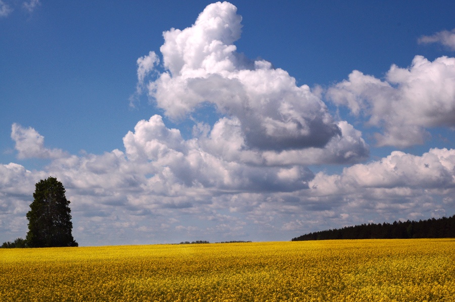 Полдень