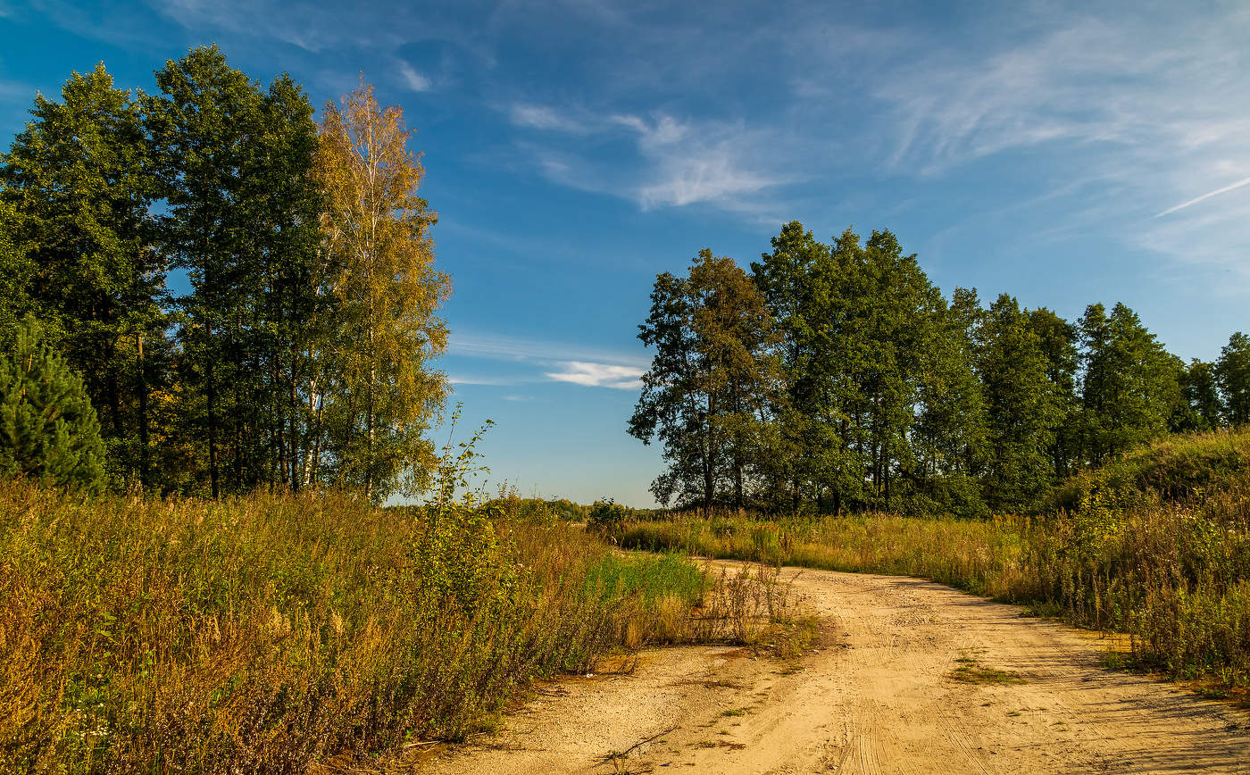 Дорога на опушке леса фото