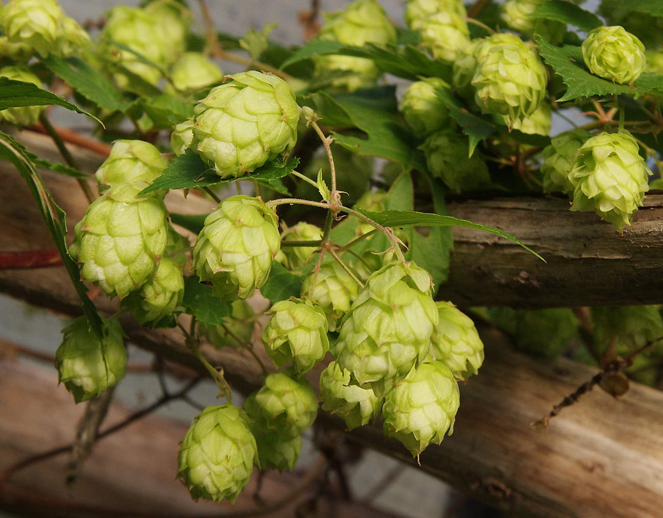 сеть магазинов "хмель" пермь. душистый хмель пермь плеханова. сибирский хмель. душистый хмель.