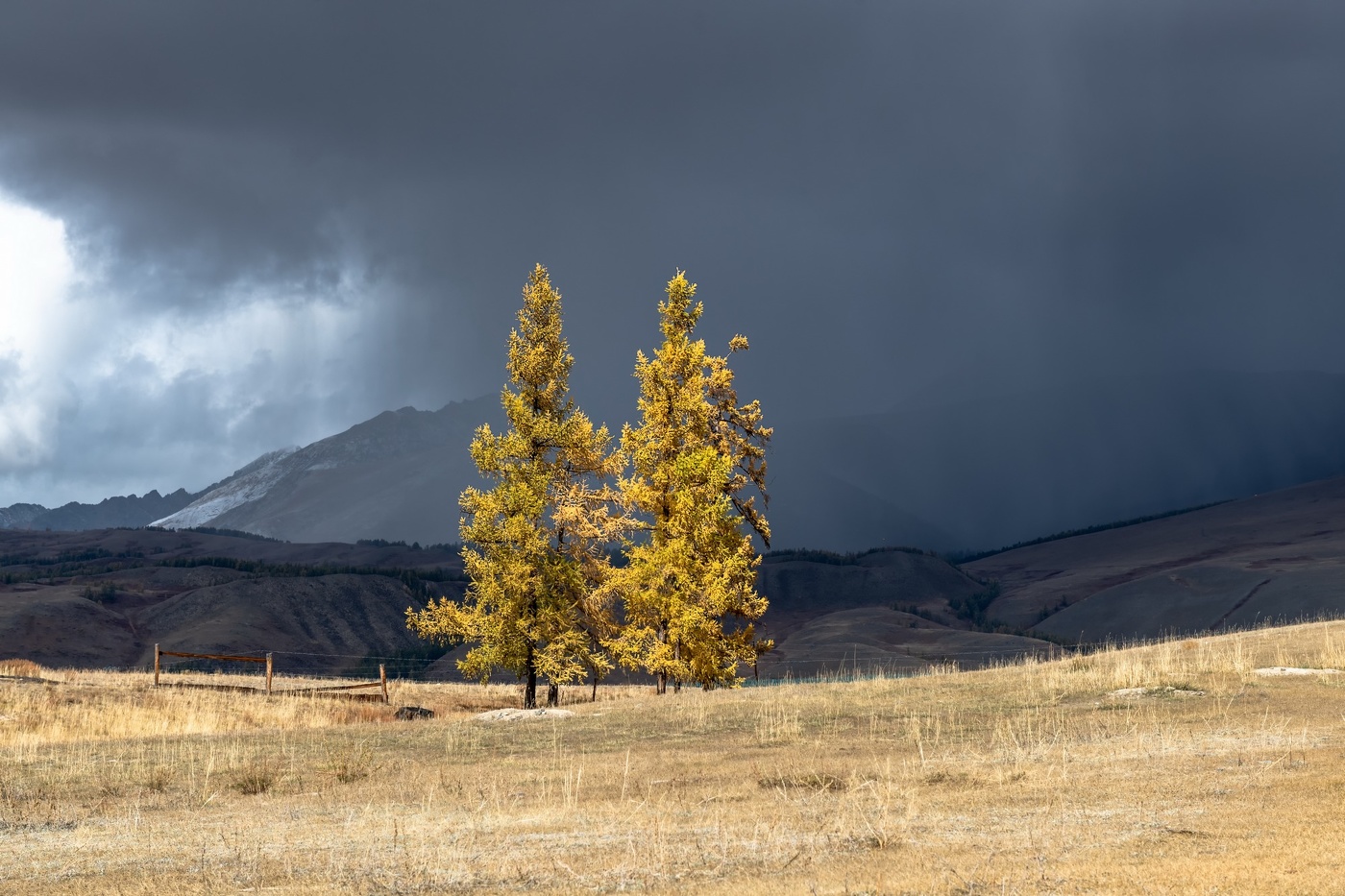 фотографии лиственницы осенью