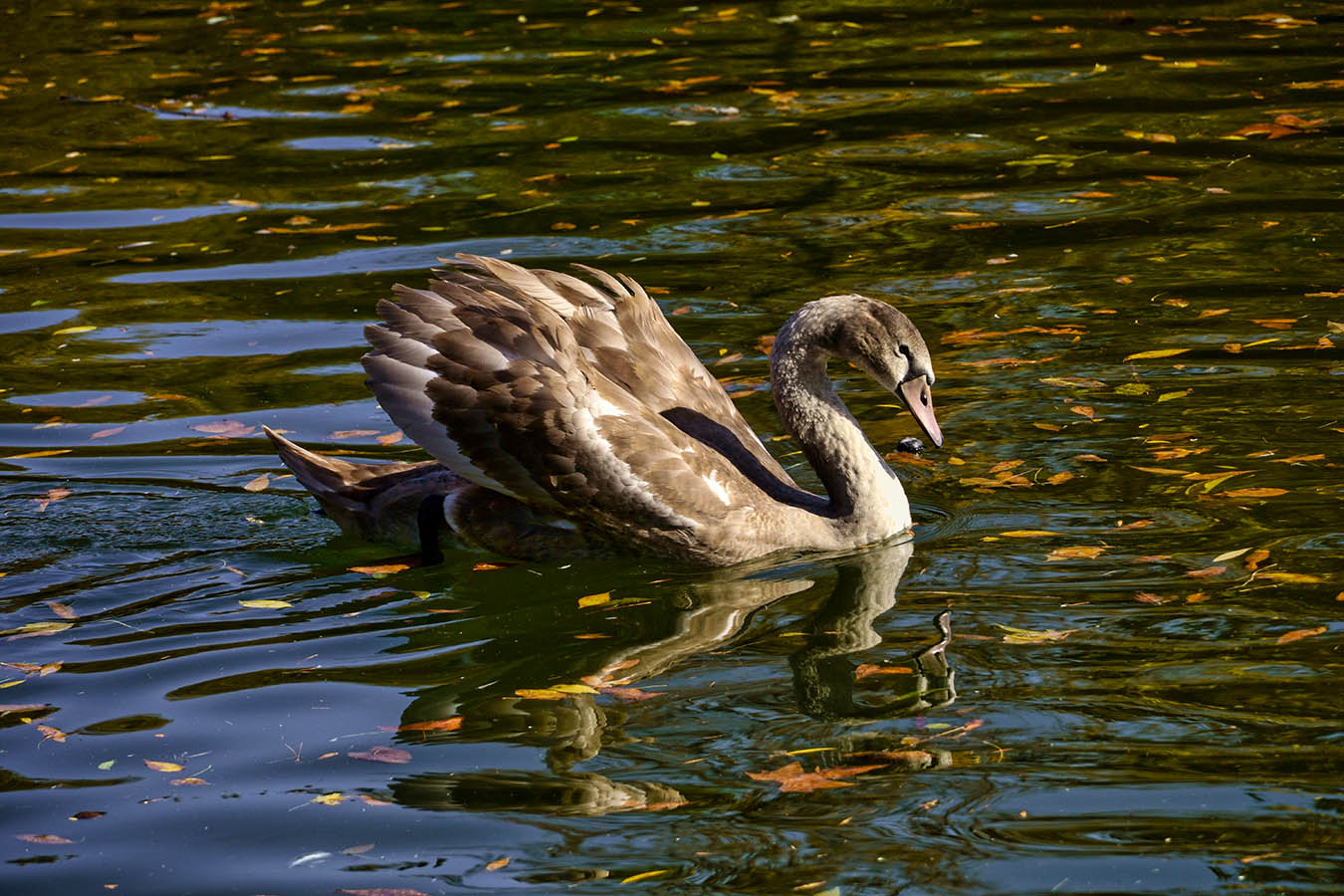 бикини показалась. гагарига. полина гагарина фабрика звезд 2. полина гагарина в бикини. полина гагарина 2003.