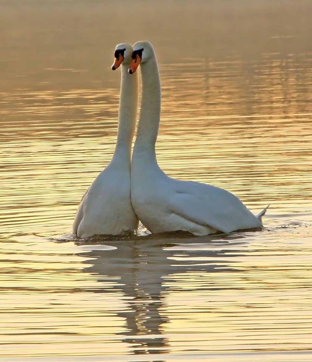 птица верности. красивые лебеди. два лебедя. лебеди (птицы). моногамия лебеди.