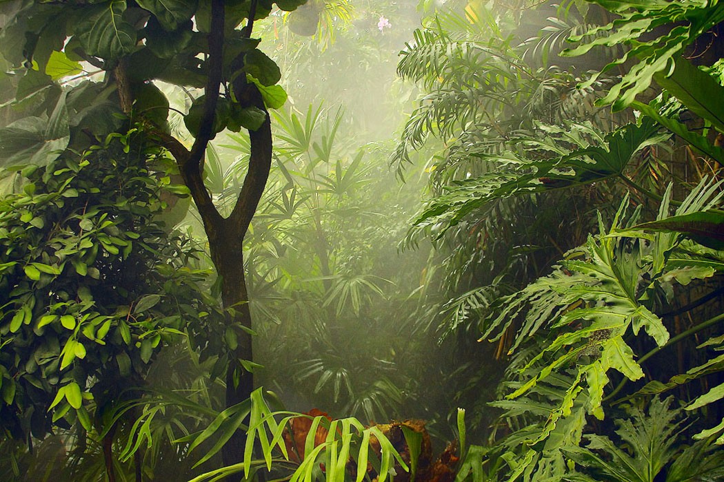 Тропики 2. Тропические леса амазонки джунгли. Тропические леса Амазонии растения. Растения джунглей. Тропические растения в джунглях.