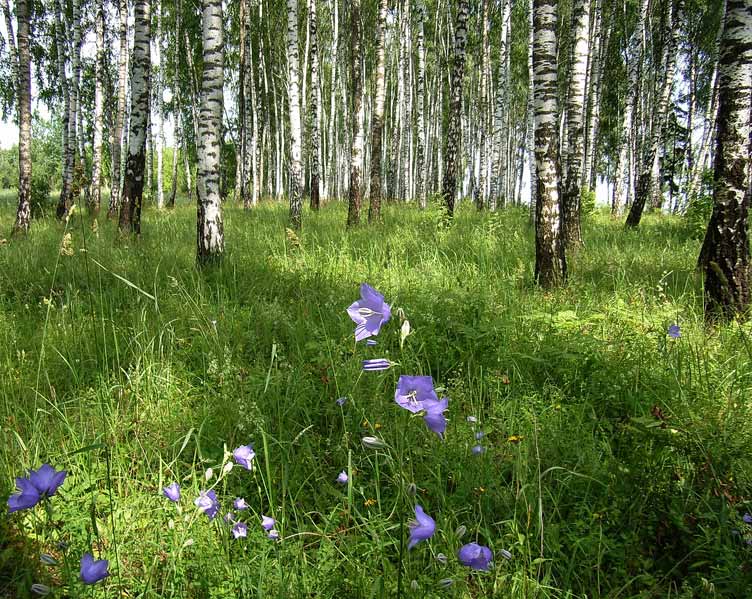 Лесные картинки лесные колокольчики