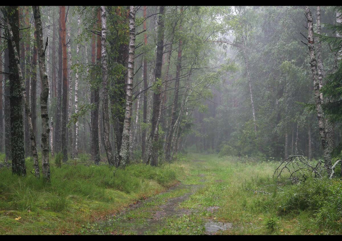 Фото леса в плохом качестве