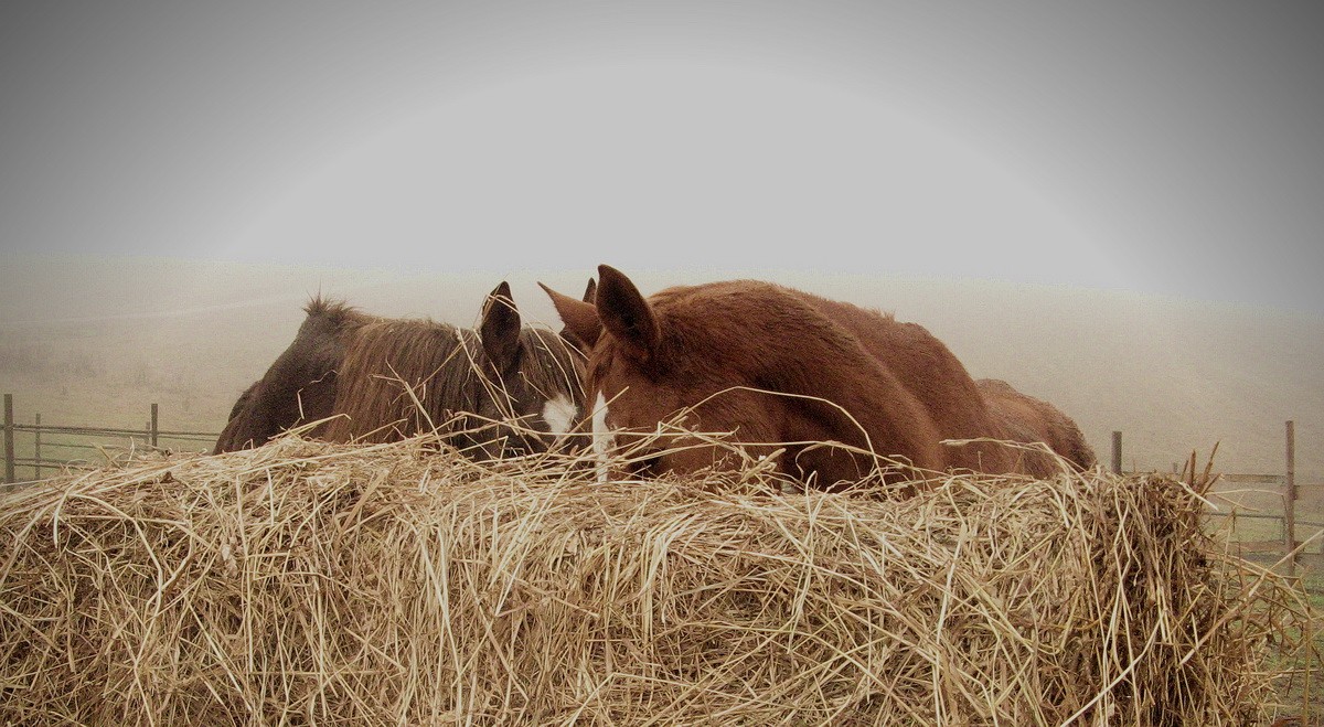 Лошадь сено в день. Сено для лошадей. Конь с сеном. Лошадь в сене. Лошадь у стога сена.
