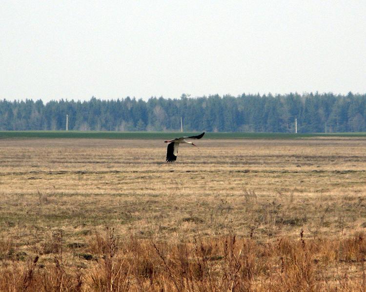 Уладзімір караткевіч зямля пад белымі крыламі план