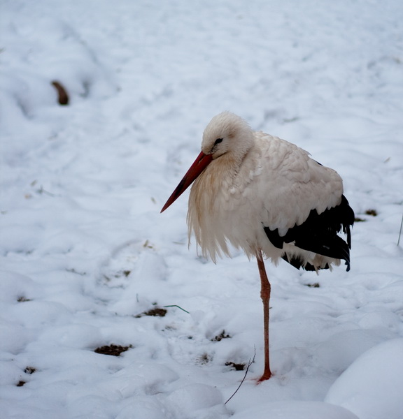 Зимовка аистов. Аист на снегу. Аист черногуз. Зимой буду аист. Миграция аистов.