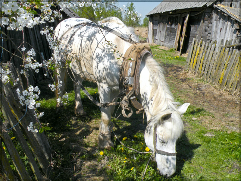 Лошади в деревне фото