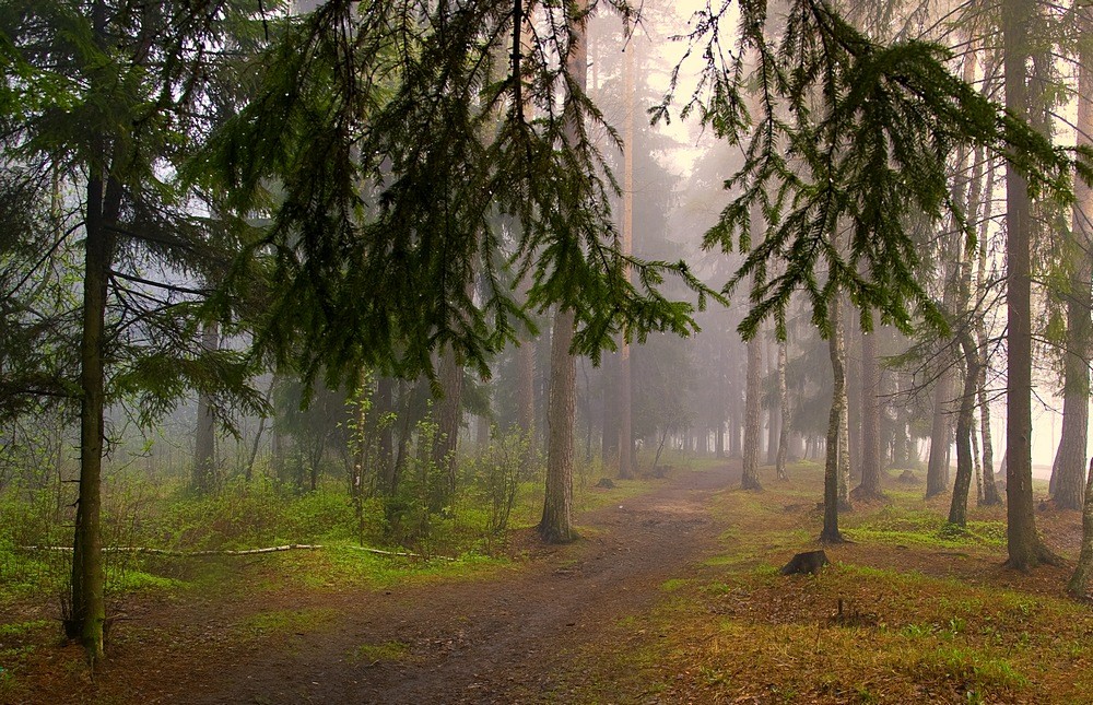 Утро в весеннем лесу фото