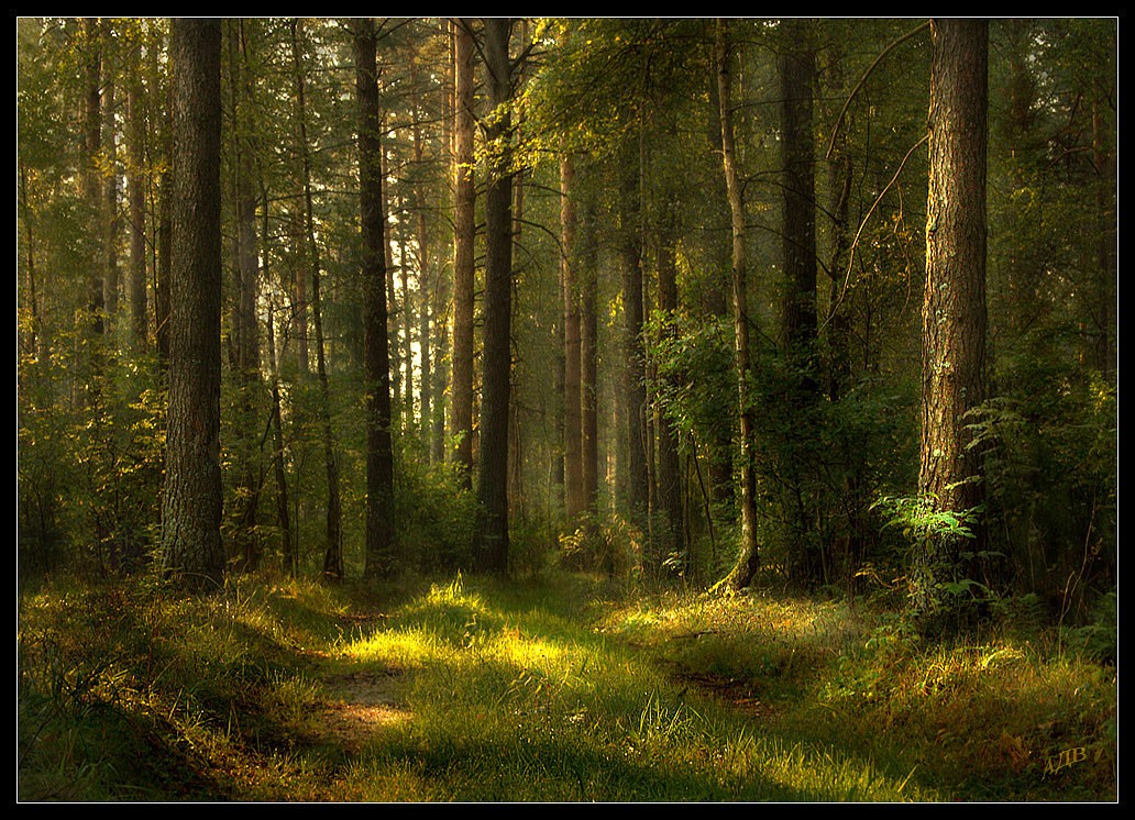 Фото пейзажи лес