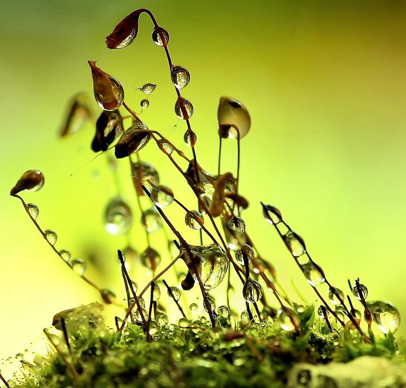 микромир песня. микромир песня. сказочный микромир. стрекоза осенью. макромир логотип.