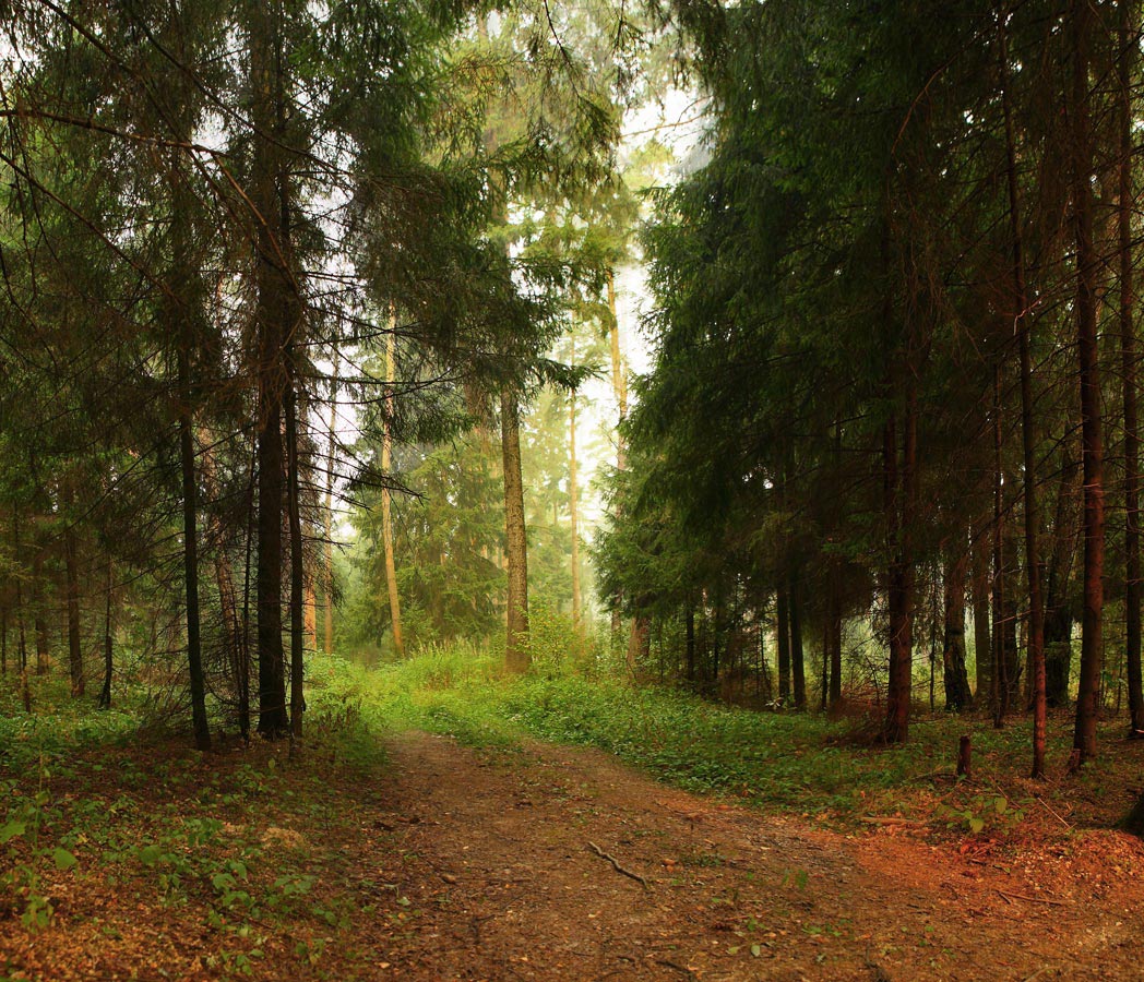 Фото леса вертикально