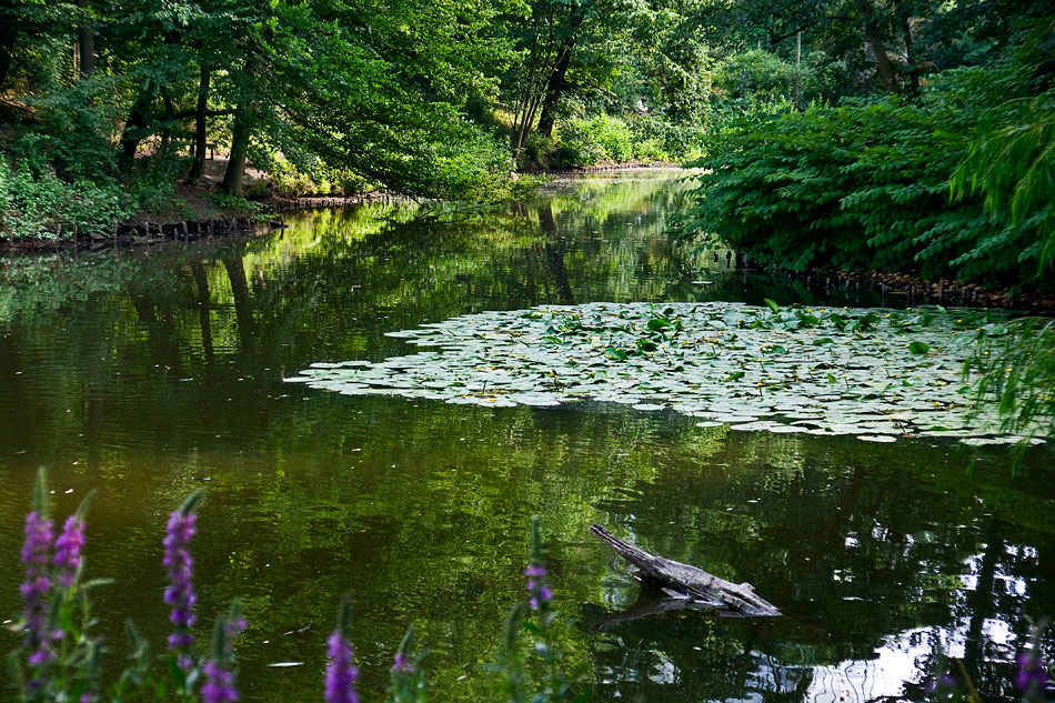 Тихая заводь фото