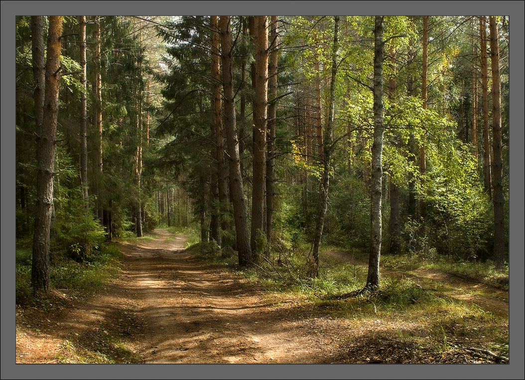 Фото леса без обработки