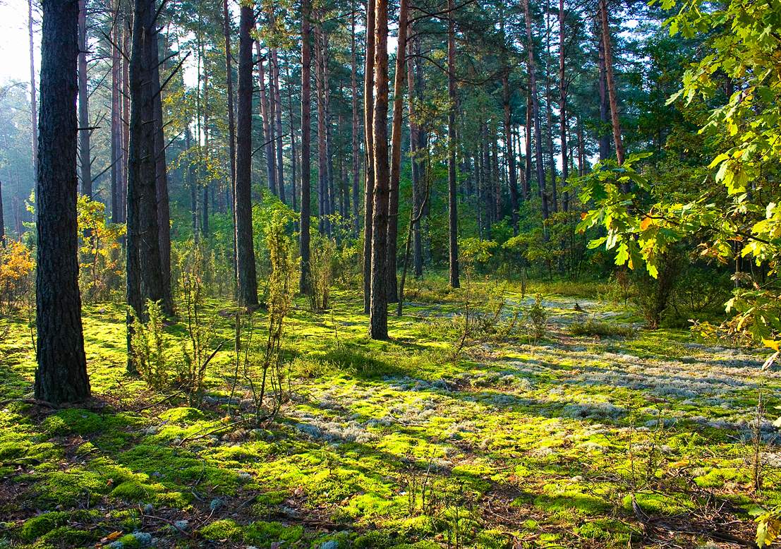 Леса беларуси фото