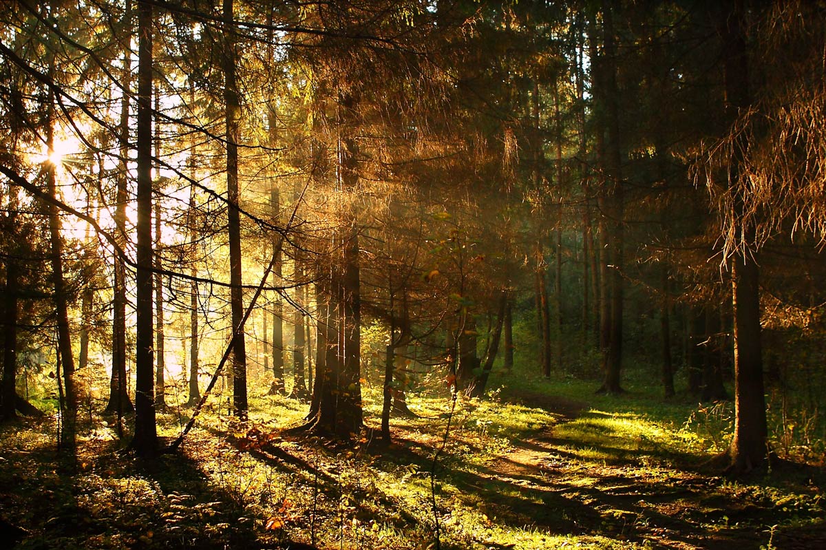 Рассвет в лесу фото